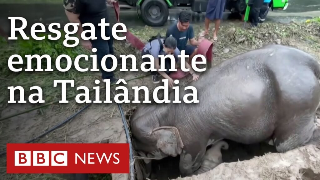 O emocionante resgate de bebê elefante que caiu em buraco