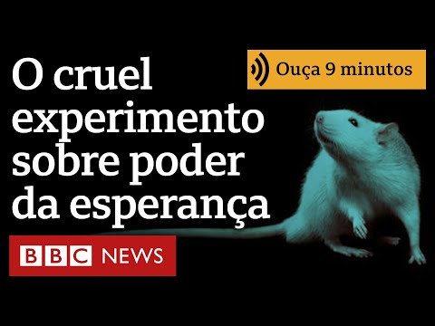 O cruel experimento com ratos que revelou poder da esperança