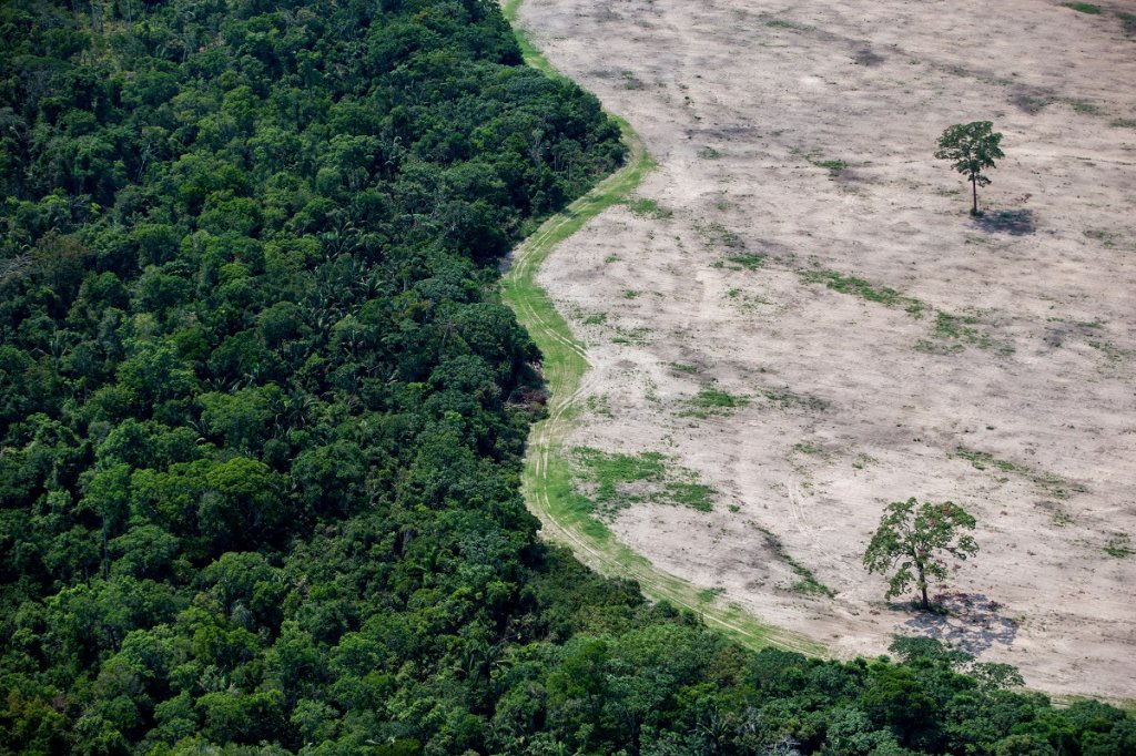 Desmatamento no Brasil: Cerrado ultrapassa Amazônia em área desmatada