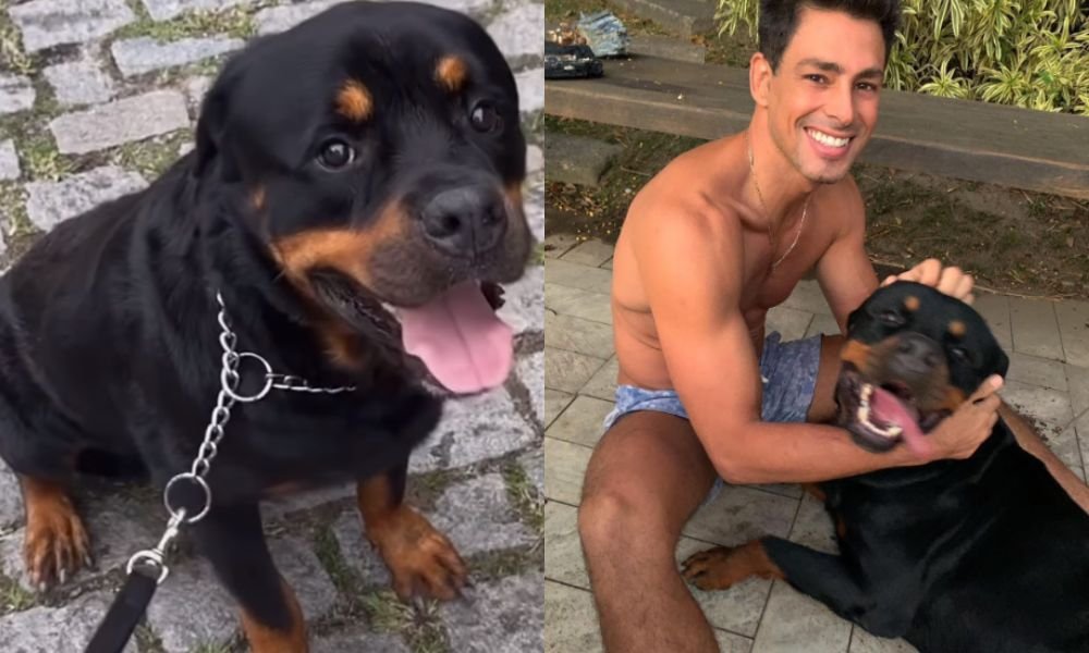 Cauã Reymond lamenta morte de cachorro após envenenamento: ‘Triste e dolorido’