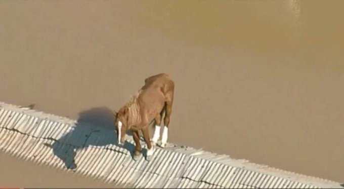 Homem diz que é verdadeiro dono do cavalo Caramelo e tenta reaver animal após enchentes em Canoas