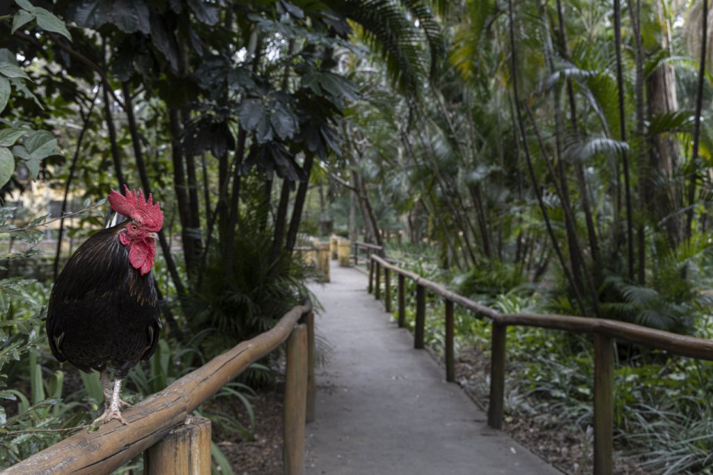 Programa ‘Domingão Tarifa Zero’ aumenta visitação nos parques de São Paulo