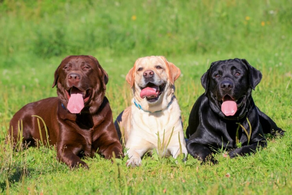 4 características do cachorro da raça labrador retriever 