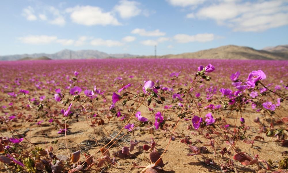 Chuvas incomuns no Chile fazem deserto do Atacama florescer