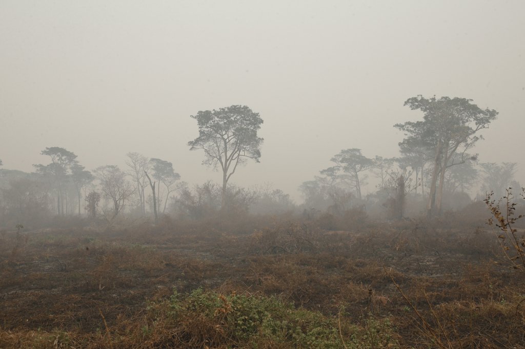 Estudo revela que florestas falharam em controlar CO2 em 2023