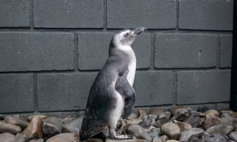 Litoral norte de SP vive temporada de pinguins; mais de 40 já foram encontrados nas praias