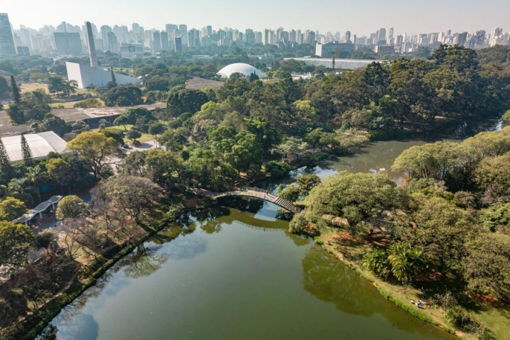 Veja como as árvores ajudam a combater o calor nas cidades