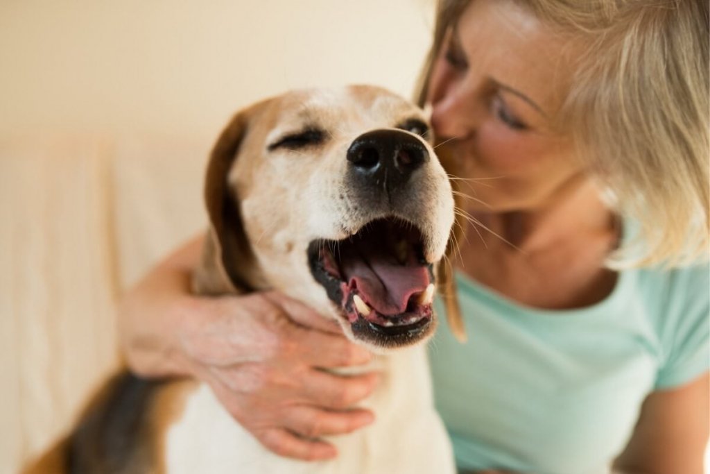 8 dicas para o cachorro envelhecer com mais saúde